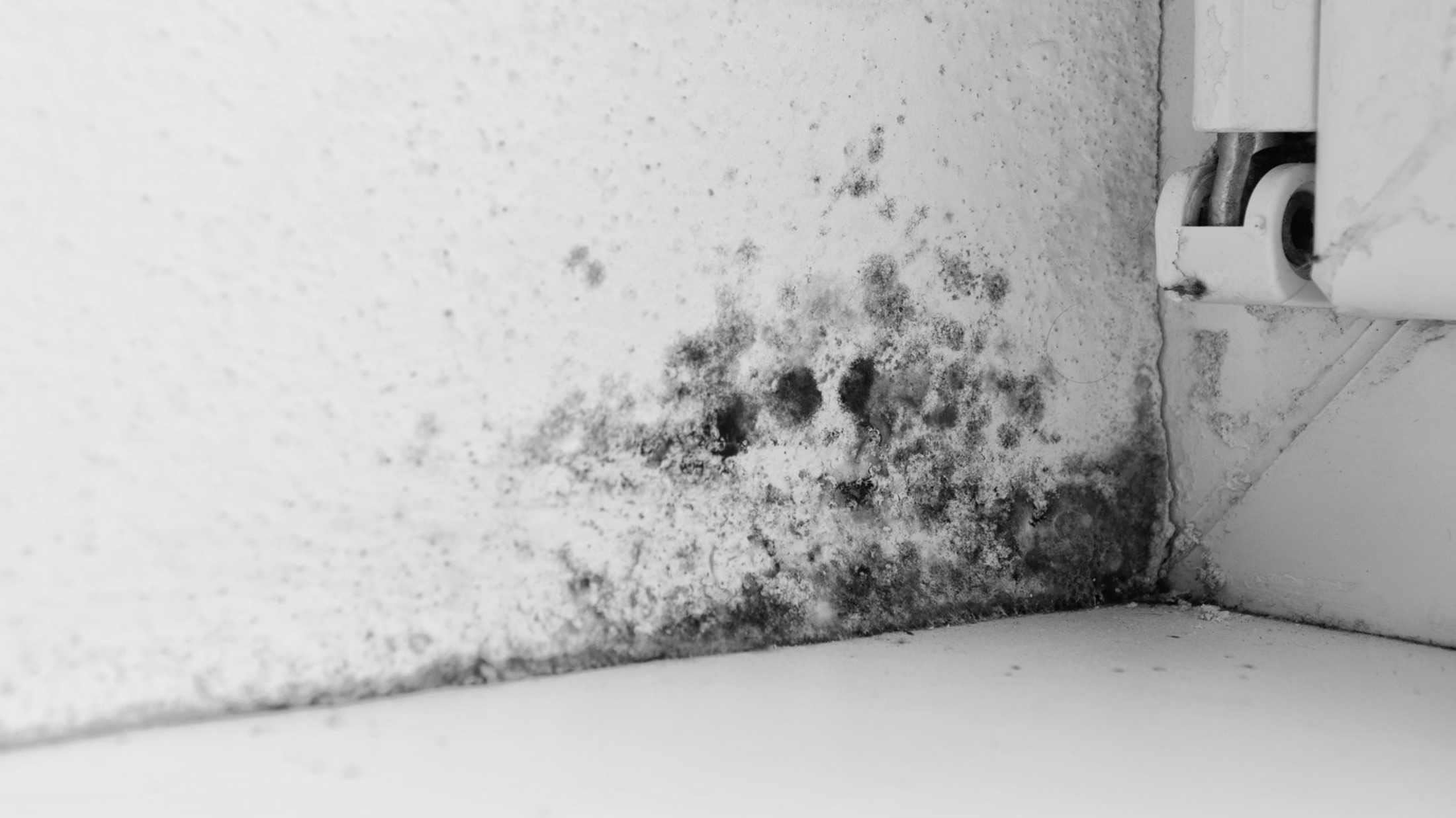 black mould on kitchen wall