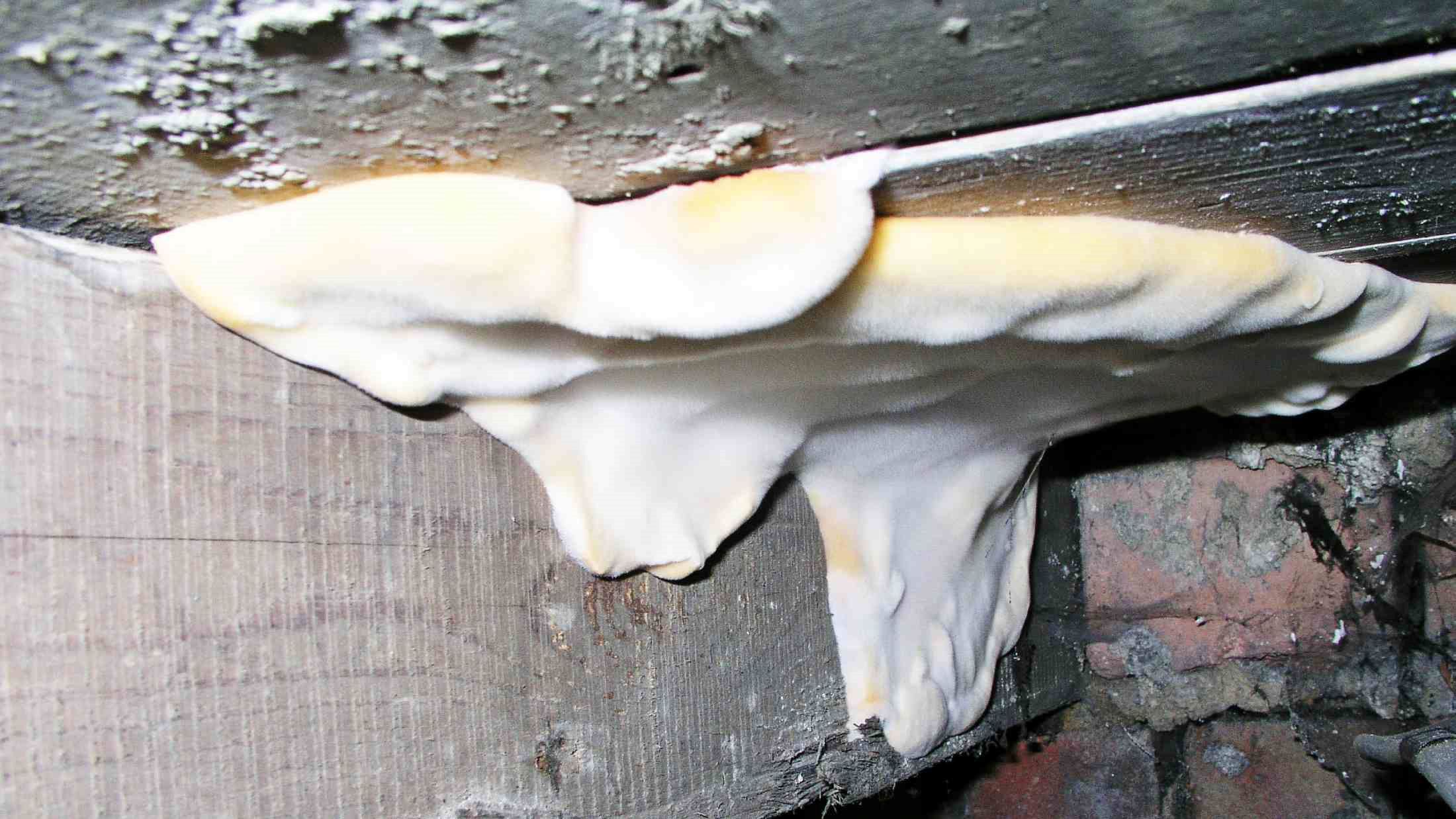 Dry rot underneath floorboards