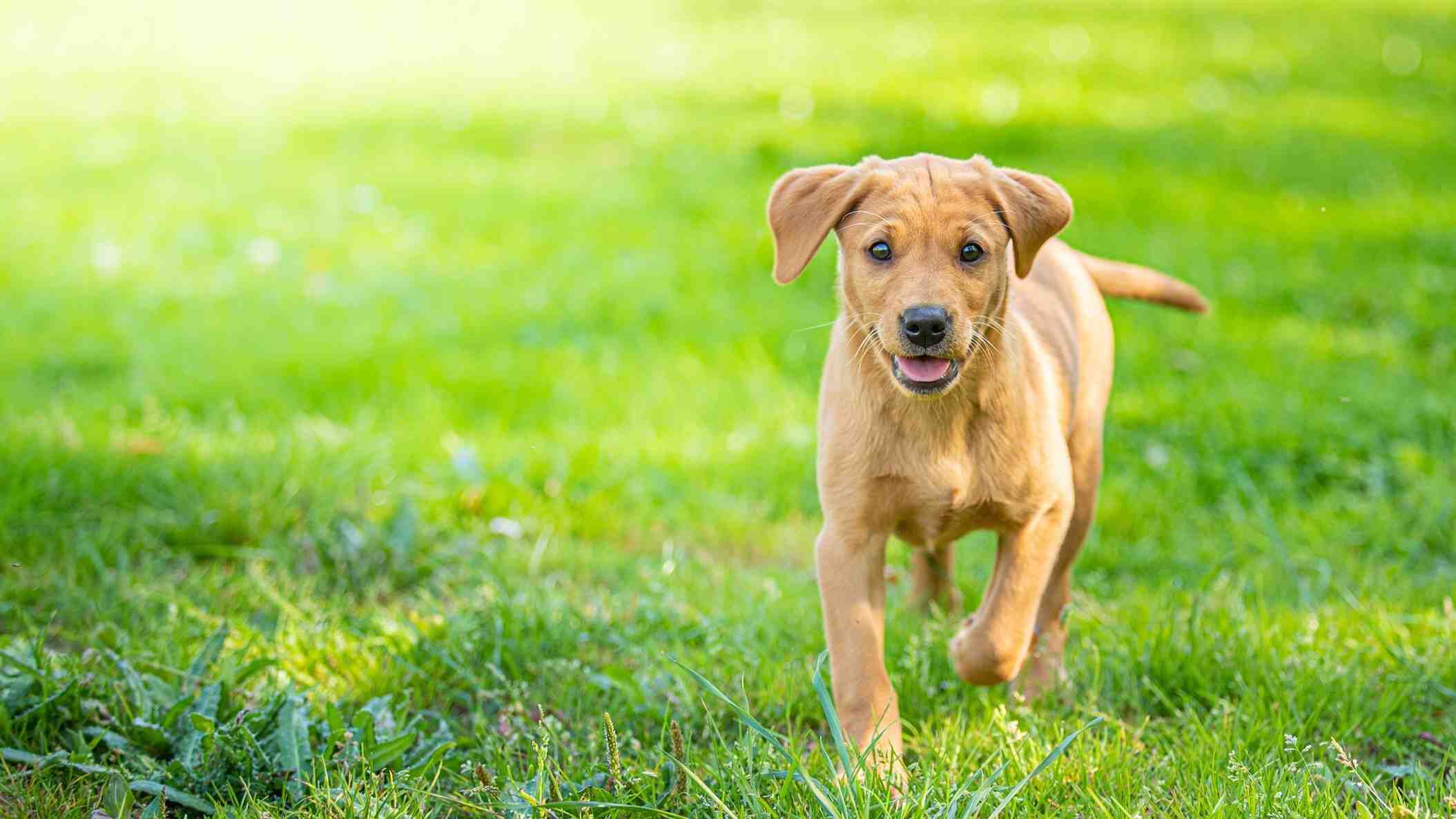 Dog running through field